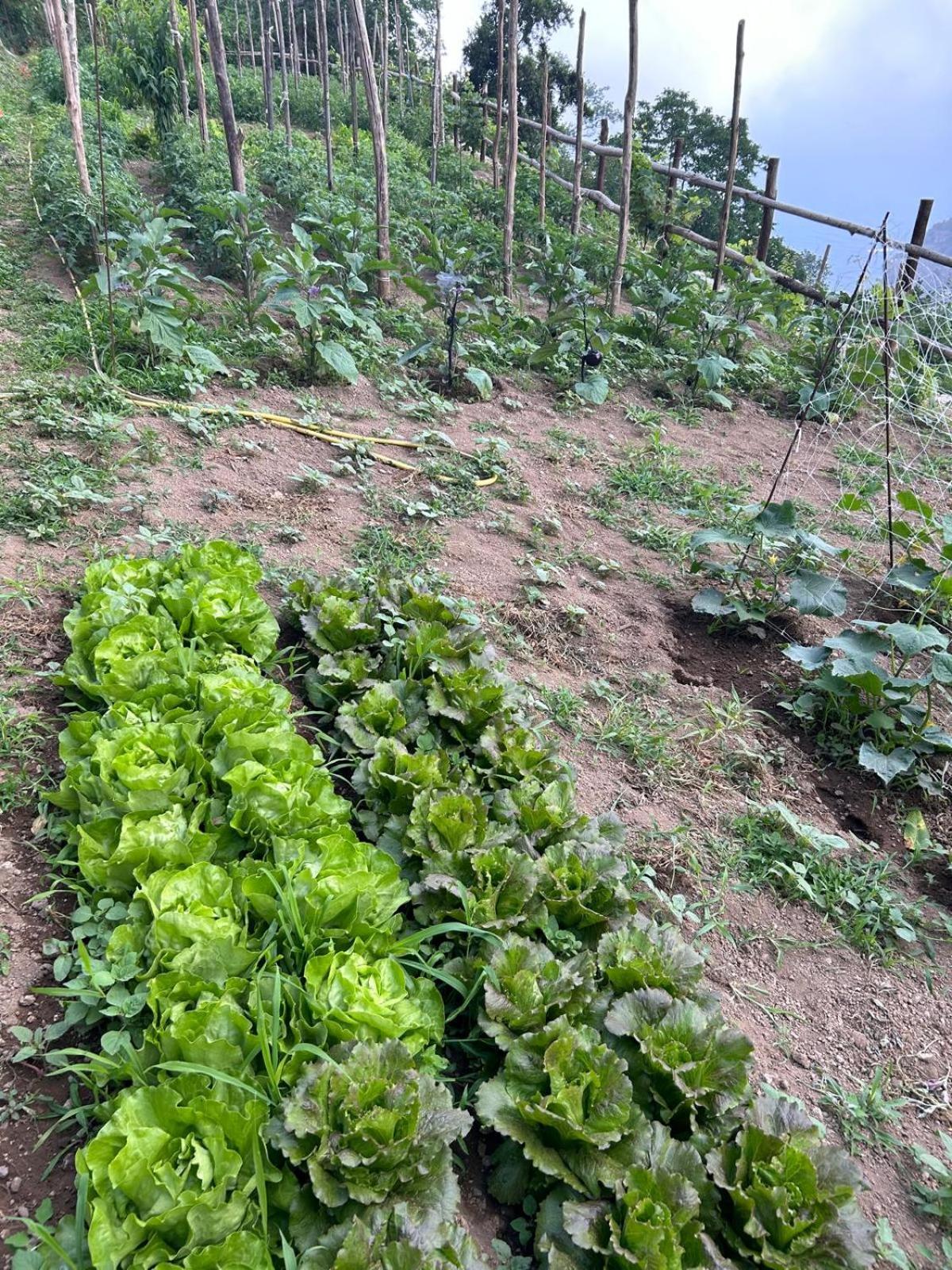 Agriturismo Orrido Di Pino Agerola Ngoại thất bức ảnh